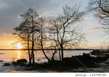 Bare trees silhouettes are on a coast of frozen Baltic Sea Bare trees silhouettes are on a coast of frozen Baltic Sea 118749780