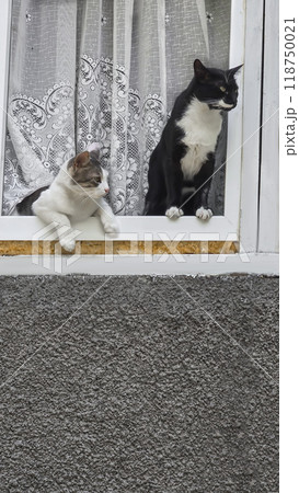 Gray and black and white cats. Pets. Playful mood Gray and black and white cats. Pets. Playful mood 118750021