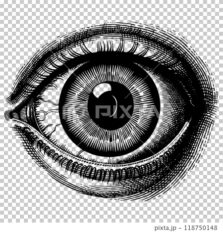 Copperplate engraving vector illustration of a human eye. Copperplate engraving vector illustration of a human eye. 118750148