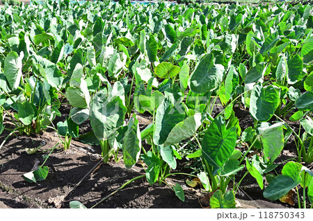 サトイモ畑 118750343