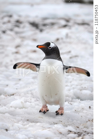 Affectionate Gentoo Penguins in a Snowy Habitat 118750453