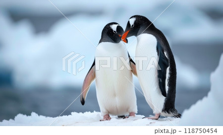 Affectionate Gentoo Penguins in a Snowy Habitat 118750454