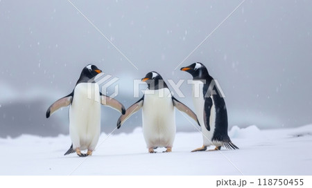 Gentoo Penguins Waddling Through the Winter Snowscape 118750455