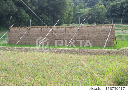 田園風景　稲架干し 118750617