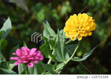 ヒャクニチソウ（百日草） 118751108