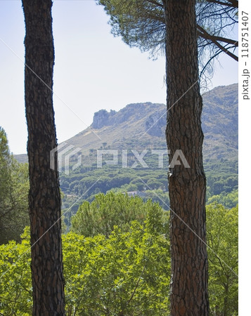 Forest in the mountains of Sicily, Italy at daylight Forest in the mountains of Sicily, Italy at daylight 118751407