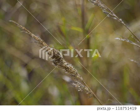 Golden dry blades of grass in the summer, daylight 118751419