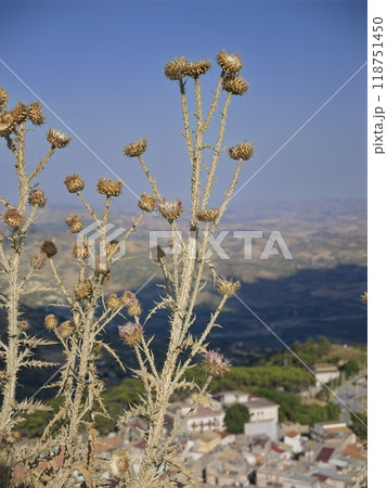 Dry thistle in Sicily in daylight Dry thistle in Sicily in daylight 118751450