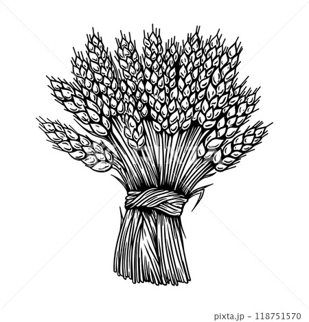 Illustration of sheaf of wheat in engraving style. Design element for emblem, sign, poster, package design. Vector illustration 118751570