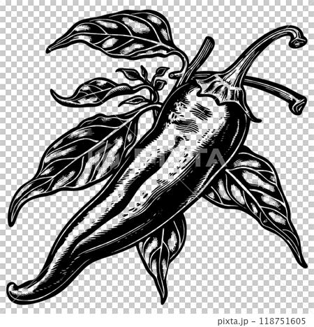 辣椒的銅版向量圖。 118751605