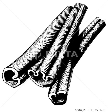 シナモンの銅版画のベクターイラスト。 118751606