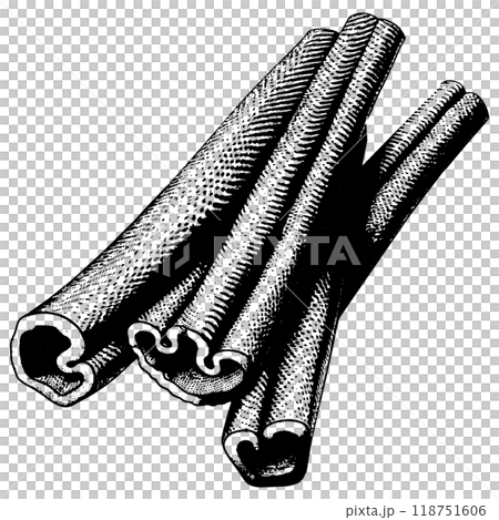 シナモンの銅版画のベクターイラスト。 118751606