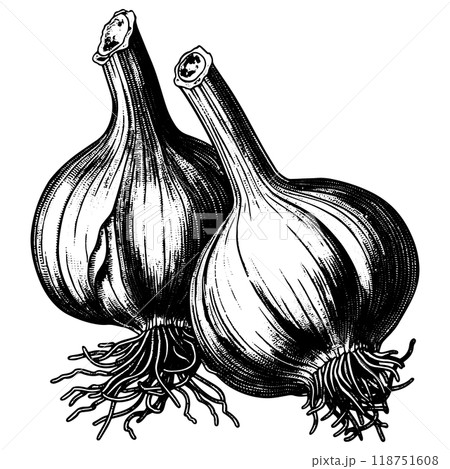 にんにくの銅版画のベクターイラスト。 にんにくの銅版画のベクターイラスト。 118751608