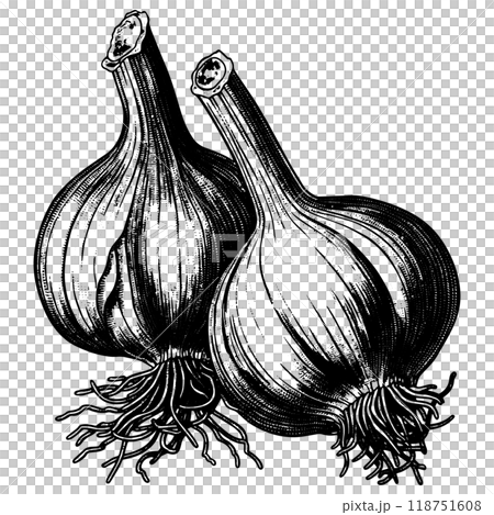 にんにくの銅版画のベクターイラスト。 にんにくの銅版画のベクターイラスト。 118751608