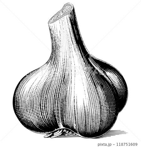 にんにくの銅版画のベクターイラスト。 にんにくの銅版画のベクターイラスト。 118751609
