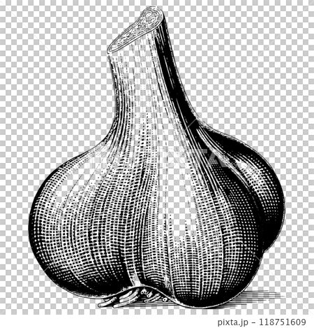 にんにくの銅版画のベクターイラスト。 にんにくの銅版画のベクターイラスト。 118751609