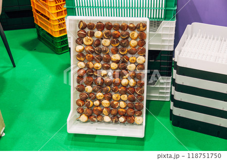 special boxes for forcing tulip bulbs on an industrial scale special boxes for forcing tulip bulbs on an industrial scale 118751750
