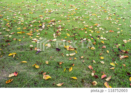 落ち葉 芝生 広場 公園 初秋 秋素材 118752003
