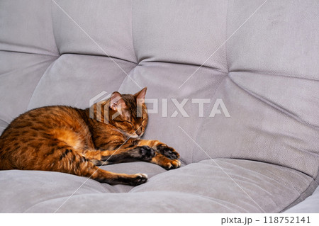 Brown cat peacefully sleeping on grey sofa in cozy home environment. 118752141