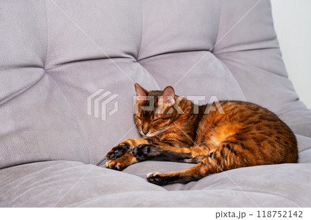 Brown cat peacefully sleeping on grey sofa in cozy home environment. Brown cat peacefully sleeping on grey sofa in cozy home environment. 118752142