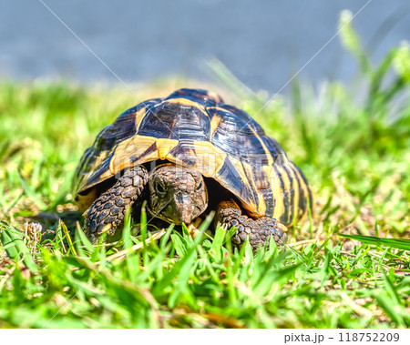 公園を散歩をする東ヘルマンリクガメ 118752209