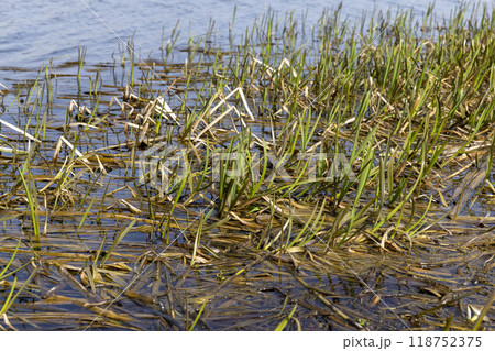 dark muddy lake water in winter without snow 118752375