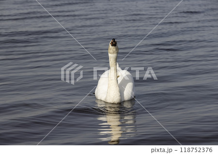 A white swan swims on the lake in early spring 118752376