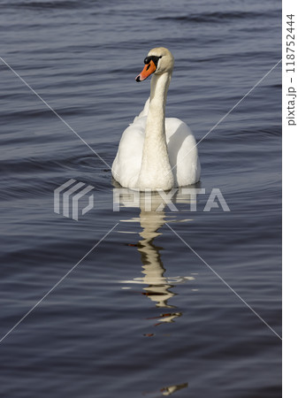 A white swan swims on the lake in early spring 118752444
