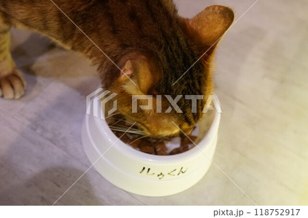 餌を食べる猫 餌を食べる猫 118752917