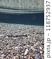 透明な水の中で泳ぐ魚たち 118752937