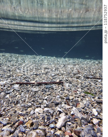 透明な水の中で泳ぐ魚たちの写真素材 [118752937] - PIXTA