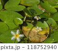 白いかかぶたの花 118752940