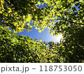 輝く紅葉の葉 118753050
