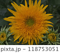 黄色いひまわりの花 118753051