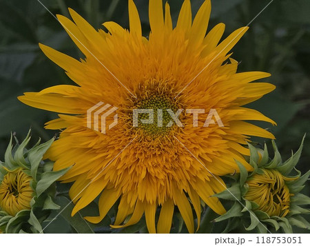 黄色いひまわりの花 黄色いひまわりの花 118753051