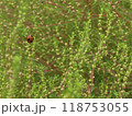 コキアとテントウムシ 118753055