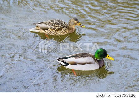 マガモのつがい 118753120