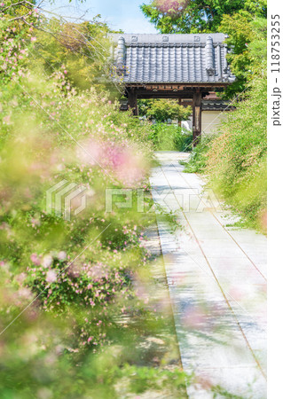 圓光禅寺、満開の萩〈愛知県稲沢市〉 118753255