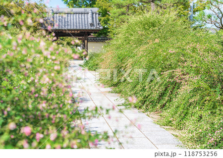 圓光禅寺、満開の萩〈愛知県稲沢市〉 118753256