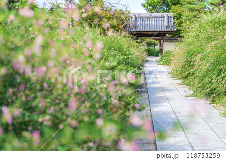 圓光禅寺、満開の萩〈愛知県稲沢市〉 圓光禅寺、満開の萩〈愛知県稲沢市〉 118753259