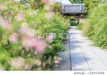 圓光禅寺、満開の萩〈愛知県稲沢市〉 118753260