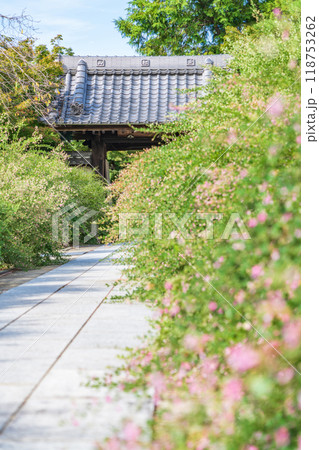 圓光禅寺、満開の萩〈愛知県稲沢市〉 圓光禅寺、満開の萩〈愛知県稲沢市〉 118753262