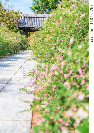 圓光禅寺、満開の萩〈愛知県稲沢市〉 圓光禅寺、満開の萩〈愛知県稲沢市〉 118753263