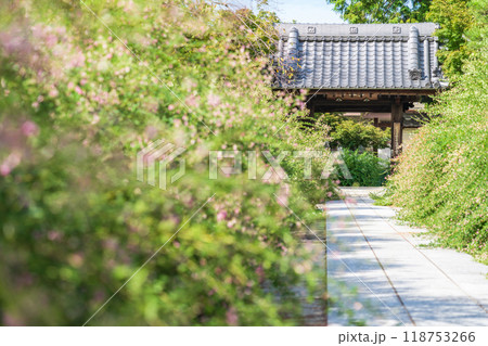 圓光禅寺、満開の萩〈愛知県稲沢市〉 圓光禅寺、満開の萩〈愛知県稲沢市〉 118753266