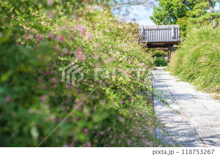 圓光禅寺、満開の萩〈愛知県稲沢市〉 118753267