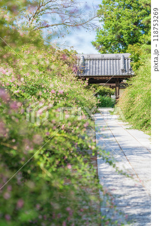 圓光禅寺、満開の萩〈愛知県稲沢市〉 118753269