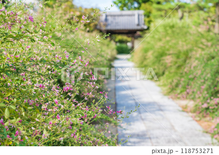 圓光禅寺、満開の萩〈愛知県稲沢市〉 圓光禅寺、満開の萩〈愛知県稲沢市〉 118753271