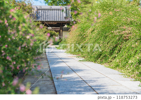 圓光禅寺、満開の萩〈愛知県稲沢市〉 118753273