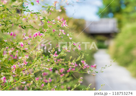 圓光禅寺、満開の萩〈愛知県稲沢市〉 圓光禅寺、満開の萩〈愛知県稲沢市〉 118753274