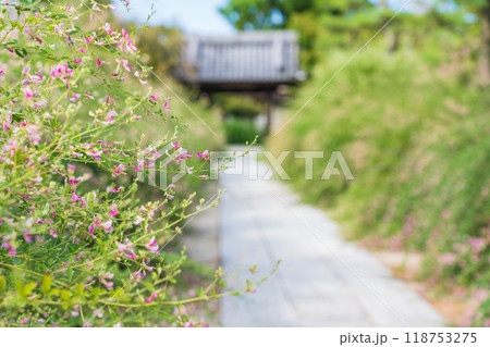 圓光禅寺、満開の萩〈愛知県稲沢市〉 118753275